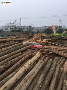 探索木材世界 产品、价格、厂家与一站式资讯平台——中木商网