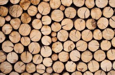 乌克兰启动在线木材拍卖试点项目，推动林业管理数字化改革